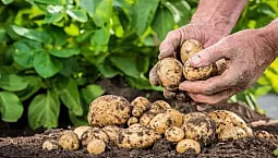 12 beste potetgjødsel