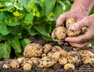 12種最佳馬鈴薯肥料