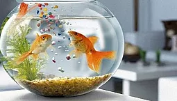 Топ 5 произвођача хране за рибе