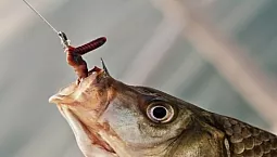 Top 10 des entreprises d'hameçons