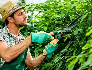 15 best secateurs