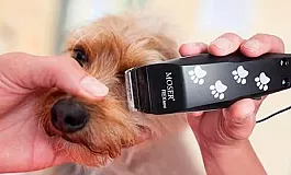 10 최고의 개 클리퍼