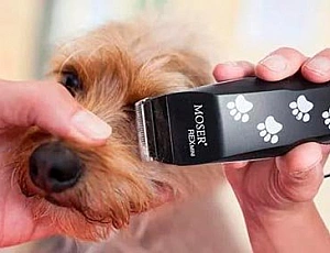 10 migliori tosatrici per cani