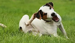 Top 20 loppe- og flåtmidler