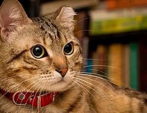 I 10 migliori collari per gatti