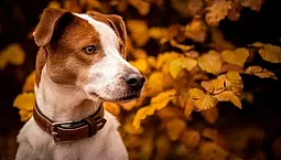 15 parimat koera kaelarihma