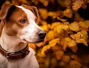 15 migliori collari per cani