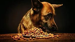 20 najlepszych karm dla psów