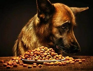 20 migliori alimenti per cani