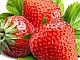 12 meilleures variétés de fraises pour la région de Moscou