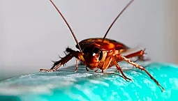 20 mejores remedios para cucarachas