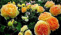 10 meilleures variétés de roses pour la région de Moscou