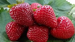 20 melhores variedades de morangos remontantes