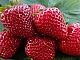 20 meilleures variétés de fraises remontantes