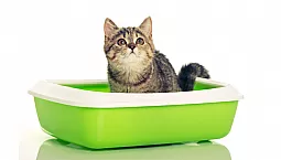 20 המלולת החתולים הטובה ביותר