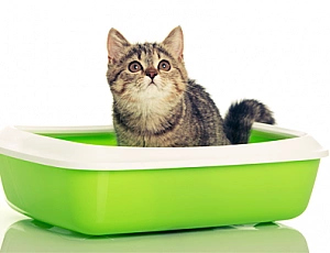 20 migliori lettiere per gatti