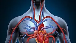 心臓と血管に最適な10のビタミン