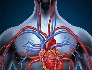 10 legjobb vitamin a szív és az erek számára