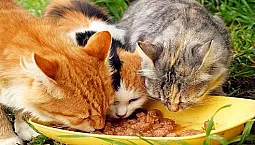 10 najlepszych pokarmów dla wysterylizowanych kotów