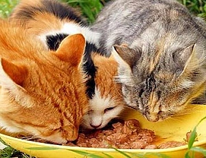 I 10 migliori alimenti per gatti sterilizzati