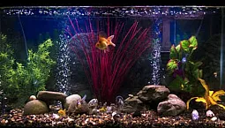 10 máy nén khí hồ cá hàng đầu