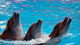 5 bedste delfinarier på Krim