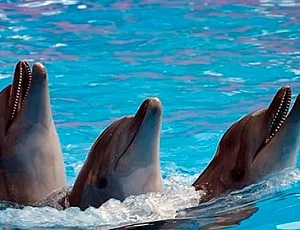 5 bästa delfinarierna på Krim