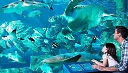 4 najlepsze oceanaria w Moskwie