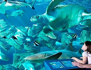 4 bästa oceanarium i Moskva