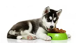 10 najlepszych karm dla psów Super Premium