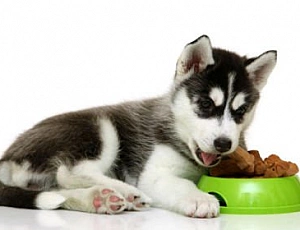 I 10 migliori alimenti per cani Super Premium