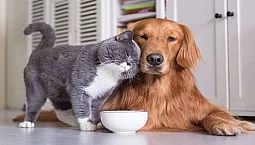 10 geriausių naminių gyvūnėlių viešbučių Maskvoje