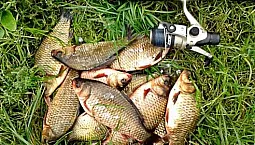 কার্পের জন্য 10টি সেরা টোপ