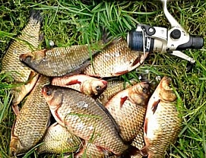 10 mejores cebos para carpa