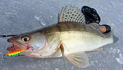 জ্যান্ডারের জন্য 10টি সেরা ব্যালেন্সার