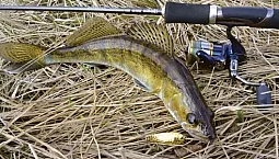 পাইক পার্চের জন্য 10 সেরা স্পিনার