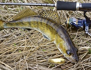 10 najboljših vrtavk za ščuka