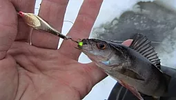 10 legjobb pergető sügér számára