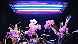 10 fitolamps ที่ดีที่สุด