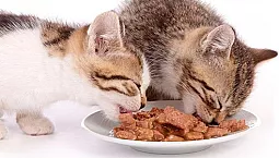 Els 20 millors aliments humits per a gats