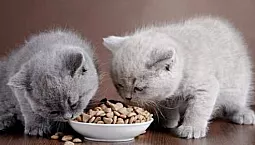 10 mejores alimentos para gatitos
