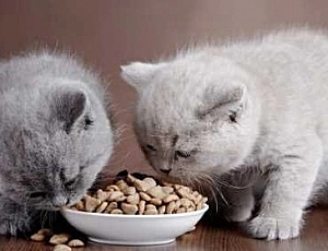 10 migliori alimenti per gattini