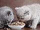 10 mejores alimentos para gatitos