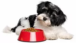 Els 10 millors aliments per a gossos de races petites