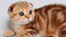 10 καλύτερες σκωτσέζικες τροφές για γάτες