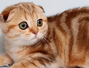 10 migliori alimenti per gatti scozzesi