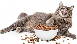 10 καλύτερες ολιστικές τροφές για γάτες