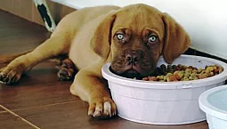 10 καλύτερες τροφές για σκύλους ολιστικής ποιότητας