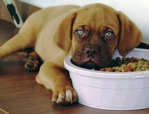 10 migliori alimenti per cani di livello olistico