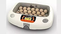 15 款適合家庭用地的最佳家庭孵化器